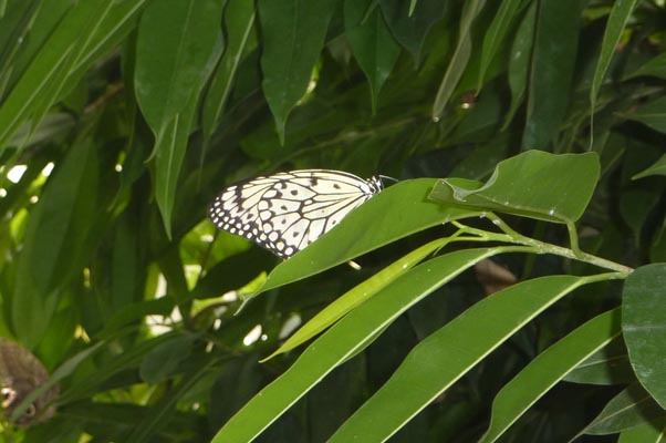 Ausflug-Mainau 025