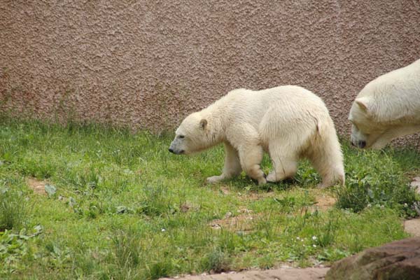 Zoo-Nuernberg 091