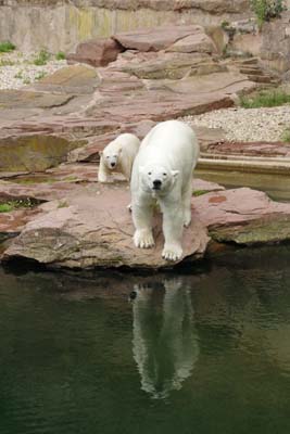 Zoo-Nuernberg 132